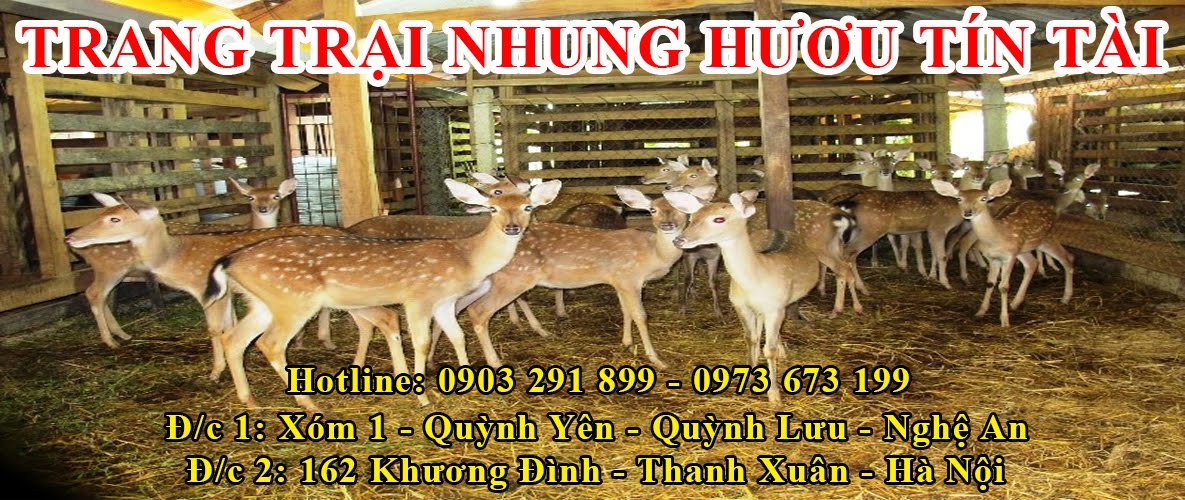 TRANG TRẠI NHUNG HƯƠU TÍN TÀI